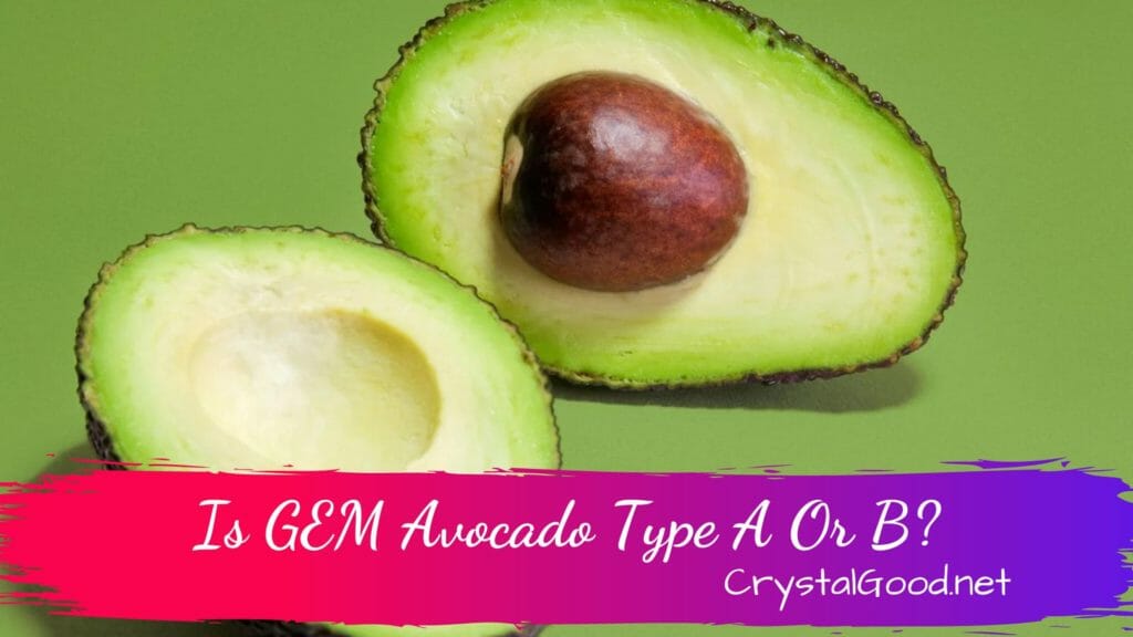 Is GEM Avocado Type A Or B